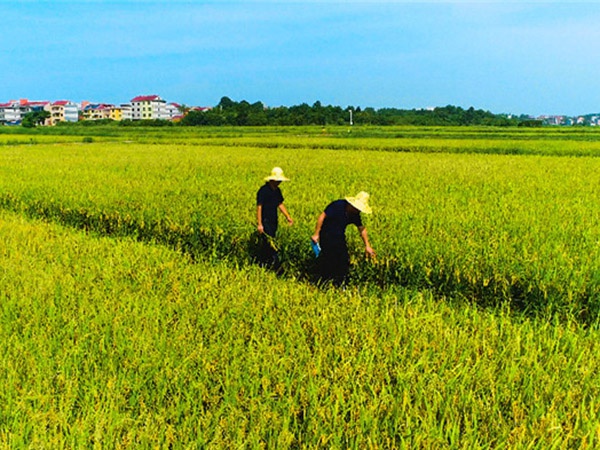 堅(jiān)守“糧”心｜江糧集團(tuán)打響夏糧收購(gòu)及新米上市“雙搶”戰(zhàn)役