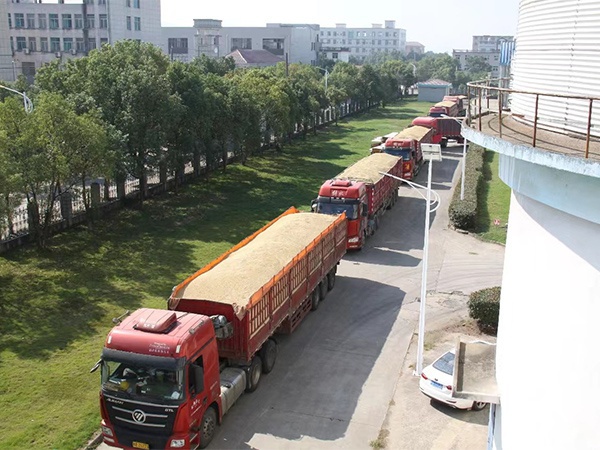 秋糧收 糧歸倉(cāng)！江糧集團(tuán)全力以赴打好秋糧收購(gòu)攻堅(jiān)戰(zhàn)