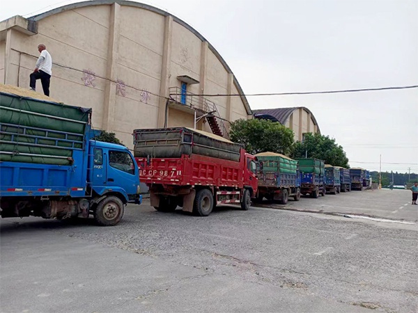 江糧集團：夏糧收購忙